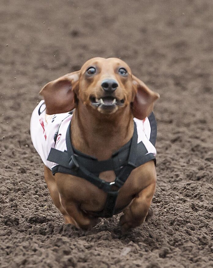 The Wiener Dogs are at it again