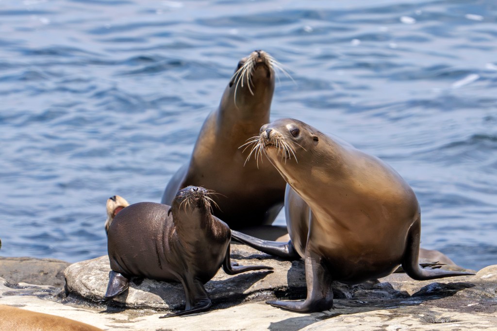 A sea lion pup with two adult sea lions at Boomer Beach, La Jolla, California.