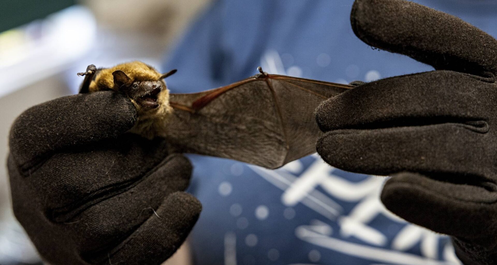 Under a Sacramento Bridge, California's Largest Urban Bat Colony Takes Flight Every Night