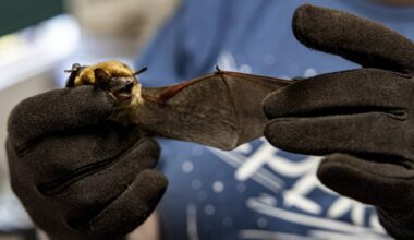 Under a Sacramento Bridge, California's Largest Urban Bat Colony Takes Flight Every Night