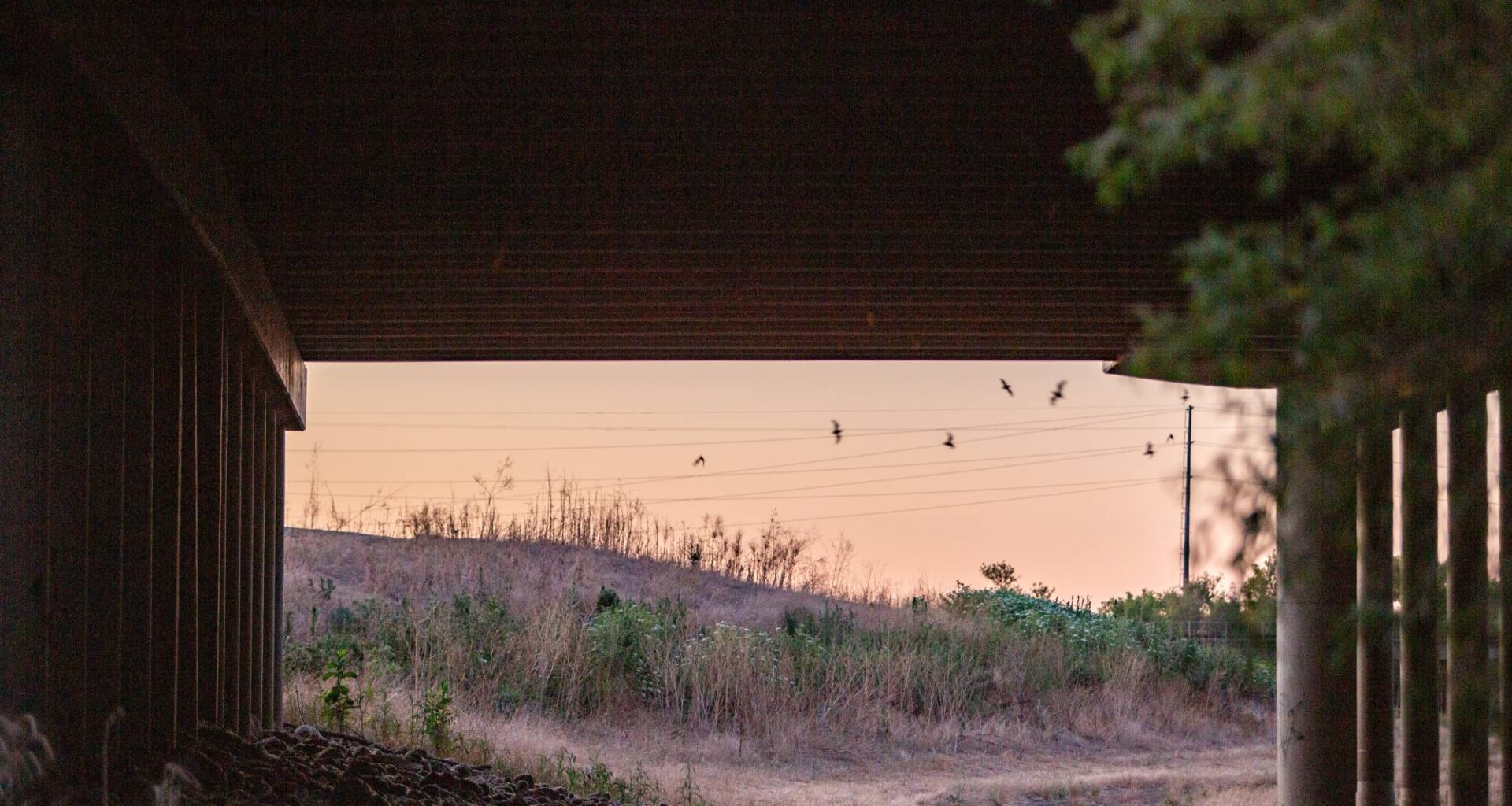 Bats, Birds and Planes: Stories from California's Skies