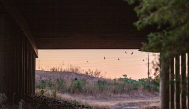 Bats, Birds and Planes: Stories from California's Skies