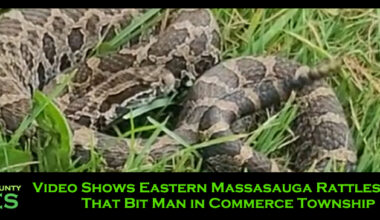 Video Shows Eastern Massasauga Rattlesnake That Bit Man in Commerce Township