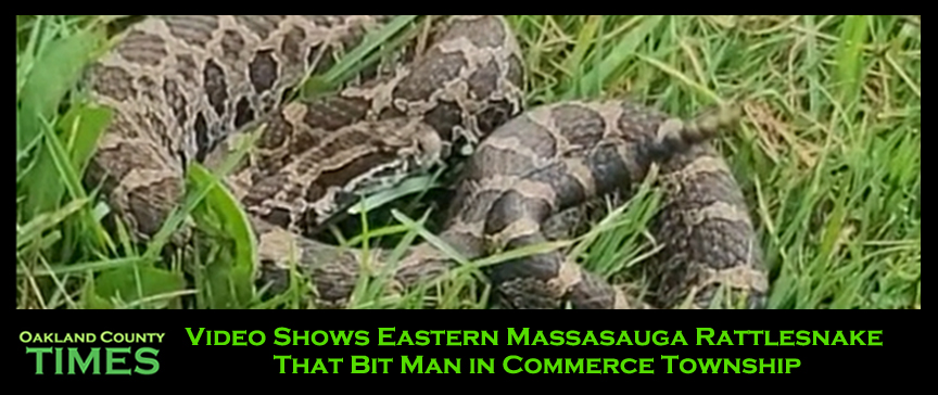 Video Shows Eastern Massasauga Rattlesnake That Bit Man in Commerce Township
