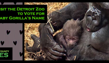 Visit the Detroit Zoo to Vote for New Baby Gorilla's Name