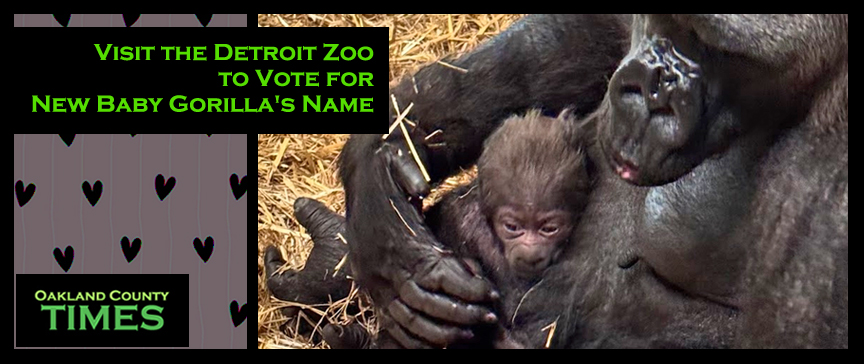 Visit the Detroit Zoo to Vote for New Baby Gorilla's Name