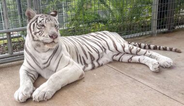 Turpentine Creek Wildlife Refuge welcomes white tiger related to California restricted species case