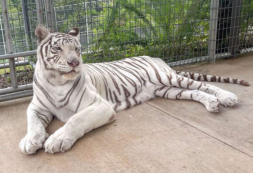Turpentine Creek Wildlife Refuge welcomes white tiger related to California restricted species case
