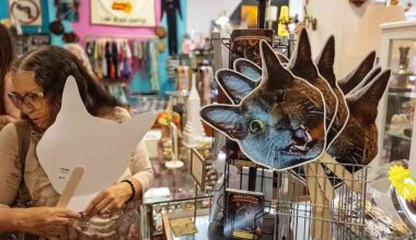 One-eyed rescue cat with cult following celebrates 15th birthday in style