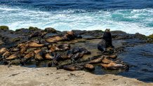 California sea lions rest on the rocks at La Jolla Cove, Friday. Visitors are required to stay a safe distance from them under the U.S. Marine Mammal Protection Act, July 24, 2026.