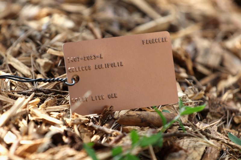 : Identification tag labeled "coastal live oak" attached to a tree at Northeastern University's Oakland Campus