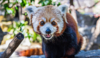 The second of two red panda cubs born at a California zoo dies