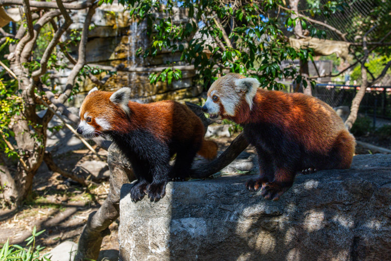 Red pandas Ruby, right and Raj, left 