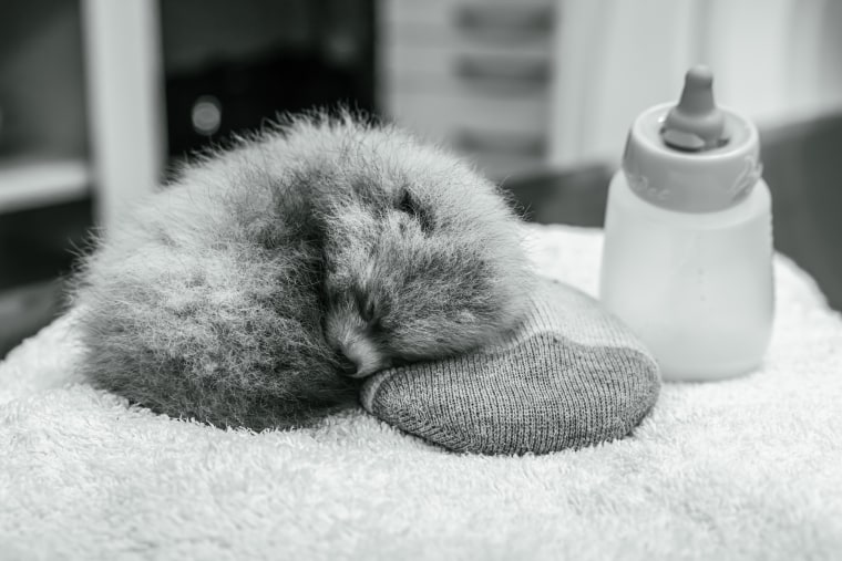 A black and white photograph of a red panda cub resting at Santa Barbara Zoo.