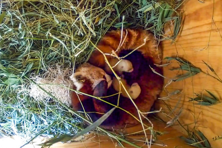 Red pandas Ruby and cubs in their nest box.