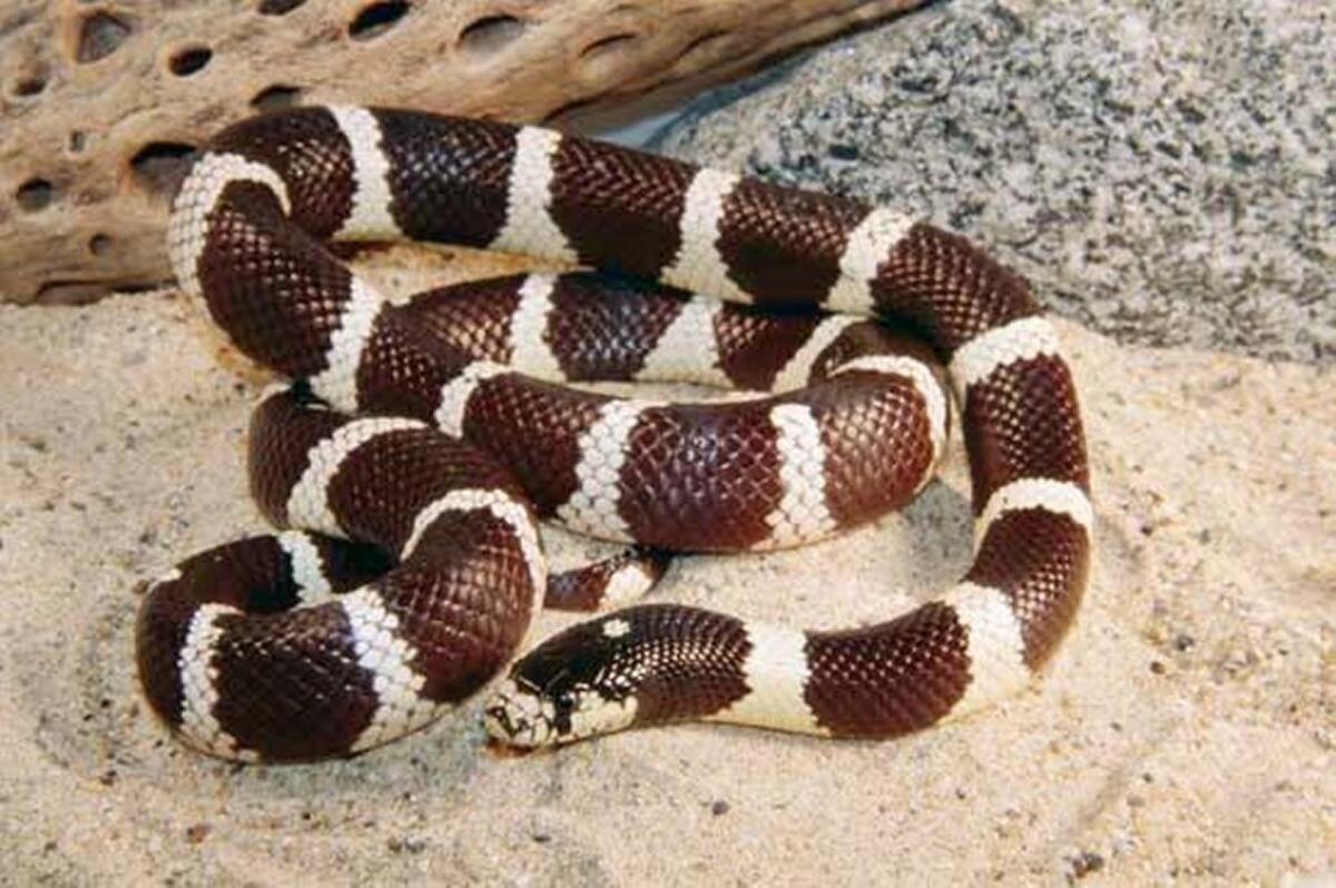 California kingsnakes hunt and eat rattlesnakes.