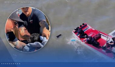 Video shows rescue of dog swimming alone in San Francisco Bay