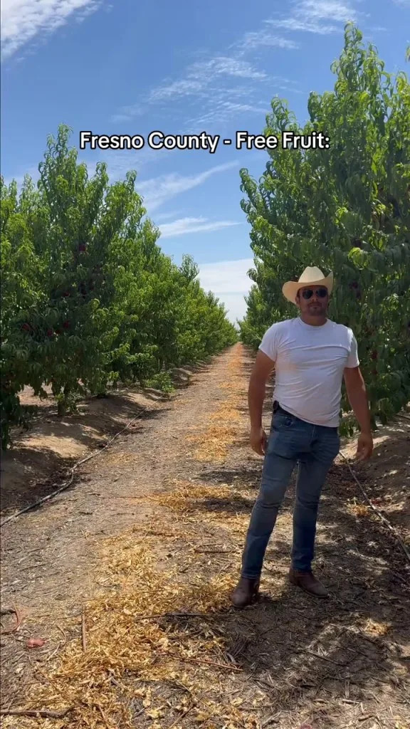 A California farmer locked in a bitter legal battle that has prevented him from selling his nectarines has decided to give away the 125K lbs of fruit. TikTok/ No Nectarines Wasted