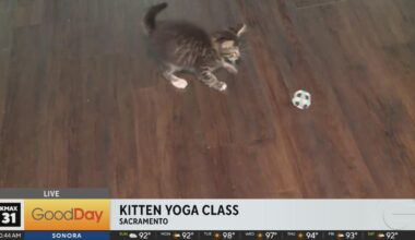 Kitten Yoga is back at the YMCA in Sacramento!