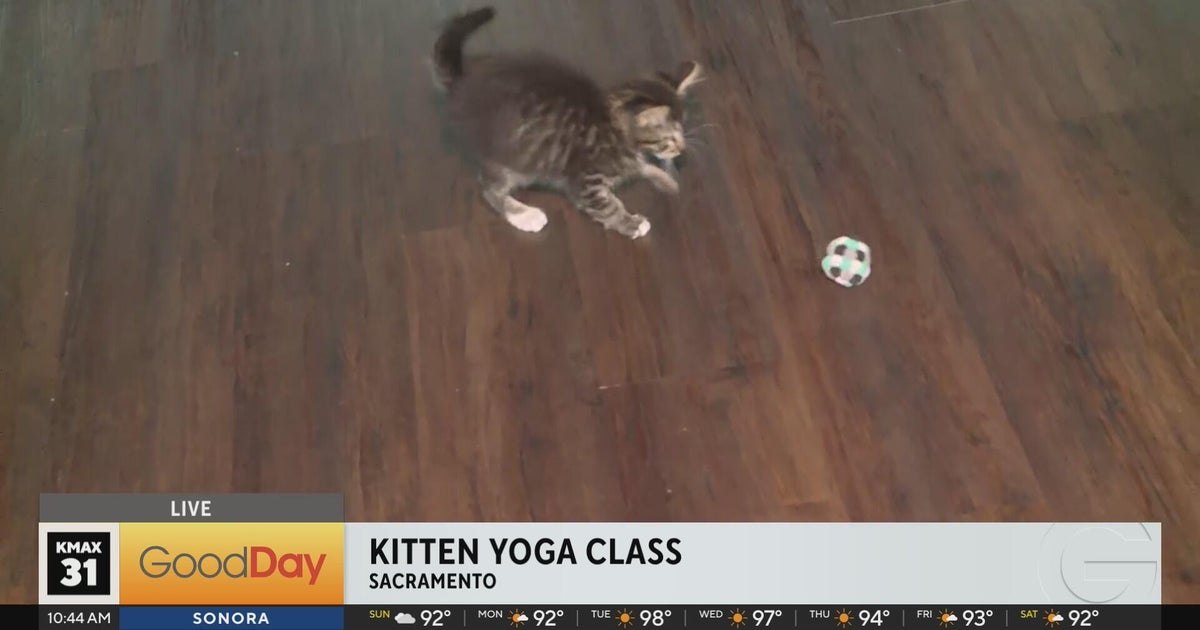 Kitten Yoga is back at the YMCA in Sacramento!