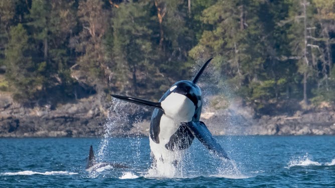 A beaching male Bigg's killer whale in Western Prince.