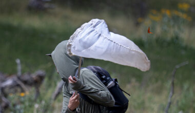 Search for the Sacramento Mountains checkerspot butterfly, possibly extinct since 2022