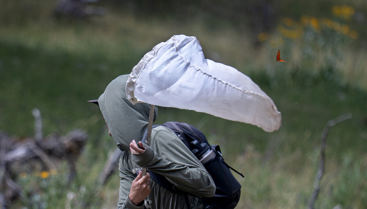 Search for the Sacramento Mountains checkerspot butterfly, possibly extinct since 2022