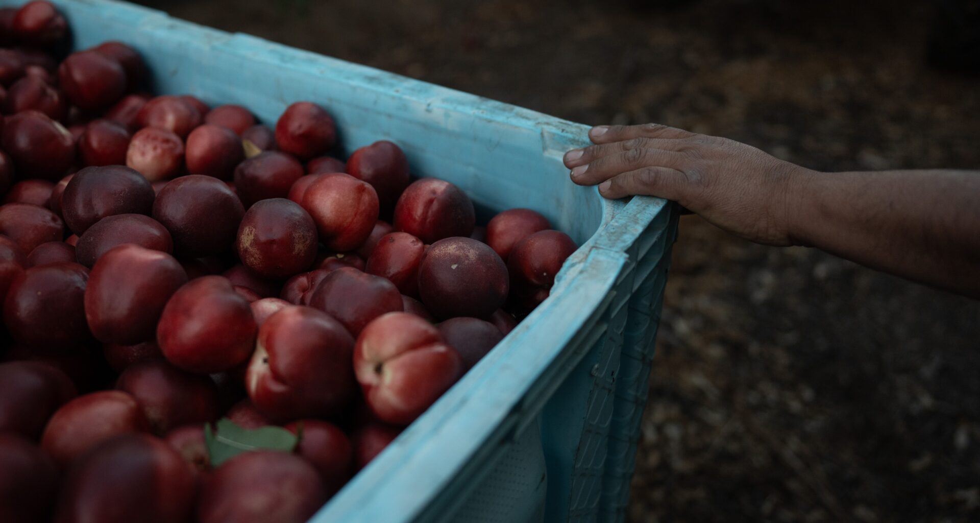 Cesar Mora rests his hand on a bin filled with nectarines at his orchard in Reedley, Calif., Wednesday, July 1, 2026, ahead of a free giveaway amid an ongoing contract dispute over the crop. (AP Photo/Jae C. Hong)