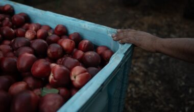 Cesar Mora rests his hand on a bin filled with nectarines at his orchard in Reedley, Calif., Wednesday, July 1, 2026, ahead of a free giveaway amid an ongoing contract dispute over the crop. (AP Photo/Jae C. Hong)