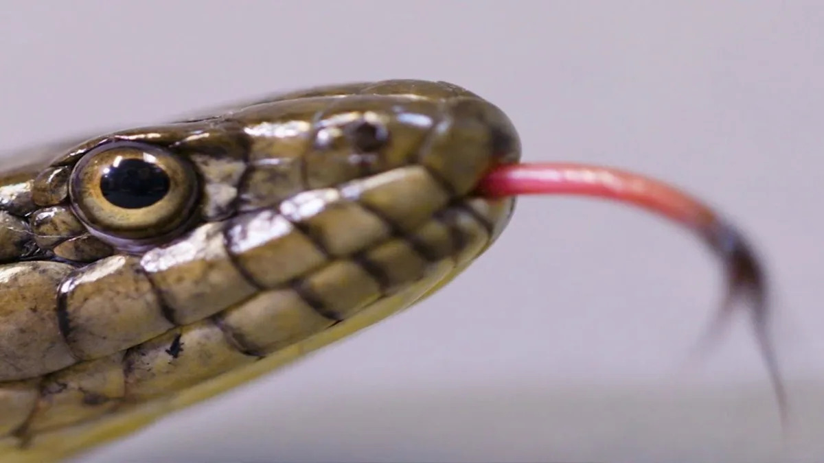 California's giant garter snake is making a slow comeback after losing most of its habitat