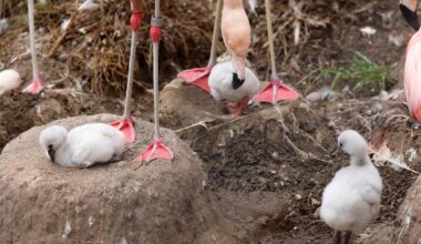4 fluffy flamingo chicks hatch at San Francisco Zoo