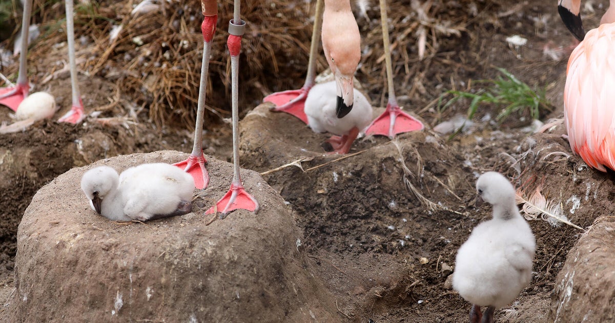 Flamingo chicks at San Francisco Zoo
