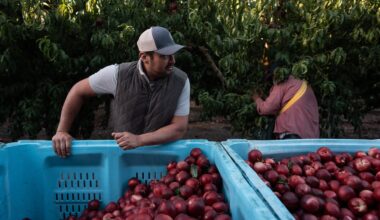 Cesar Mora stands next to bins filled with nectarines as workers picked fruit at his orchard in Reedley, Calif., on Wednesday ahead of a giveaway amid an ongoing contract dispute over the crop.