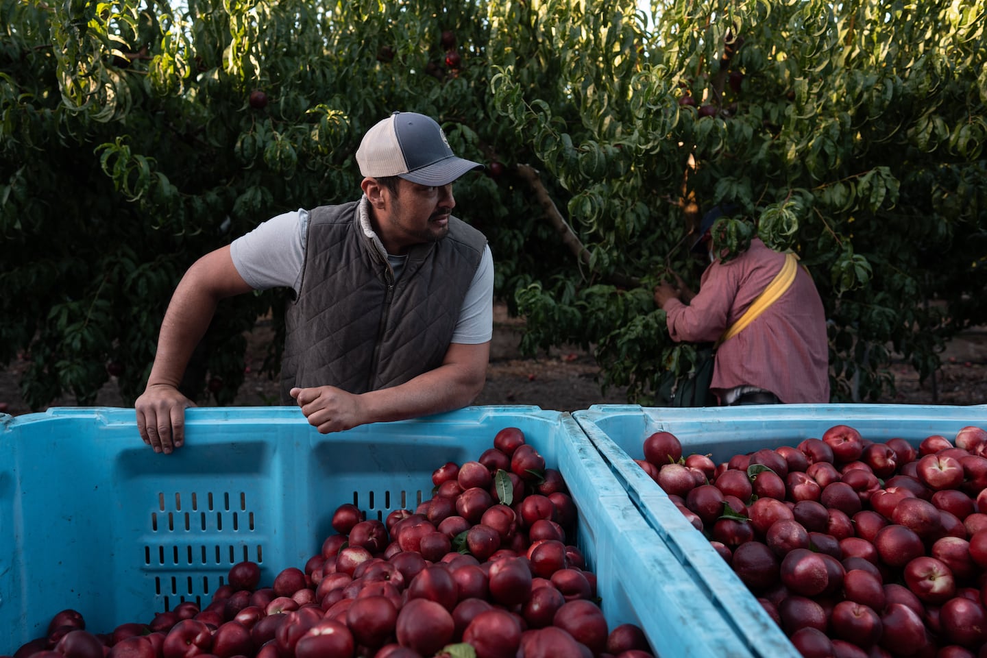Cesar Mora stands next to bins filled with nectarines as workers picked fruit at his orchard in Reedley, Calif., on Wednesday ahead of a giveaway amid an ongoing contract dispute over the crop.