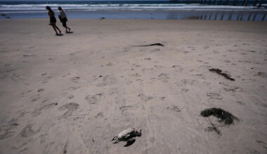 A marine heat wave caused seabird deaths off California. El Nino could worsen the die-off