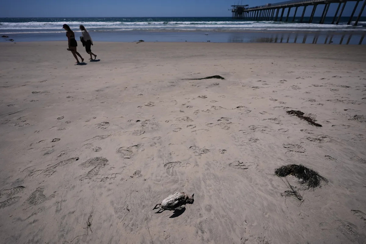 A marine heat wave caused seabird deaths off California. El Nino could worsen the die-off