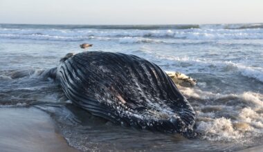 This handout picture provided by the Marine Mammal Stranding Network at UC Santa Cruz shows a juvenile humpback whale that washed ashore after dying from domoic acid poisoning, on Sunset Beach near Watsonville, in the Monterey Bay, California.