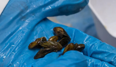 Invasive golden mussels turn up farther north in California, and boaters are on alert