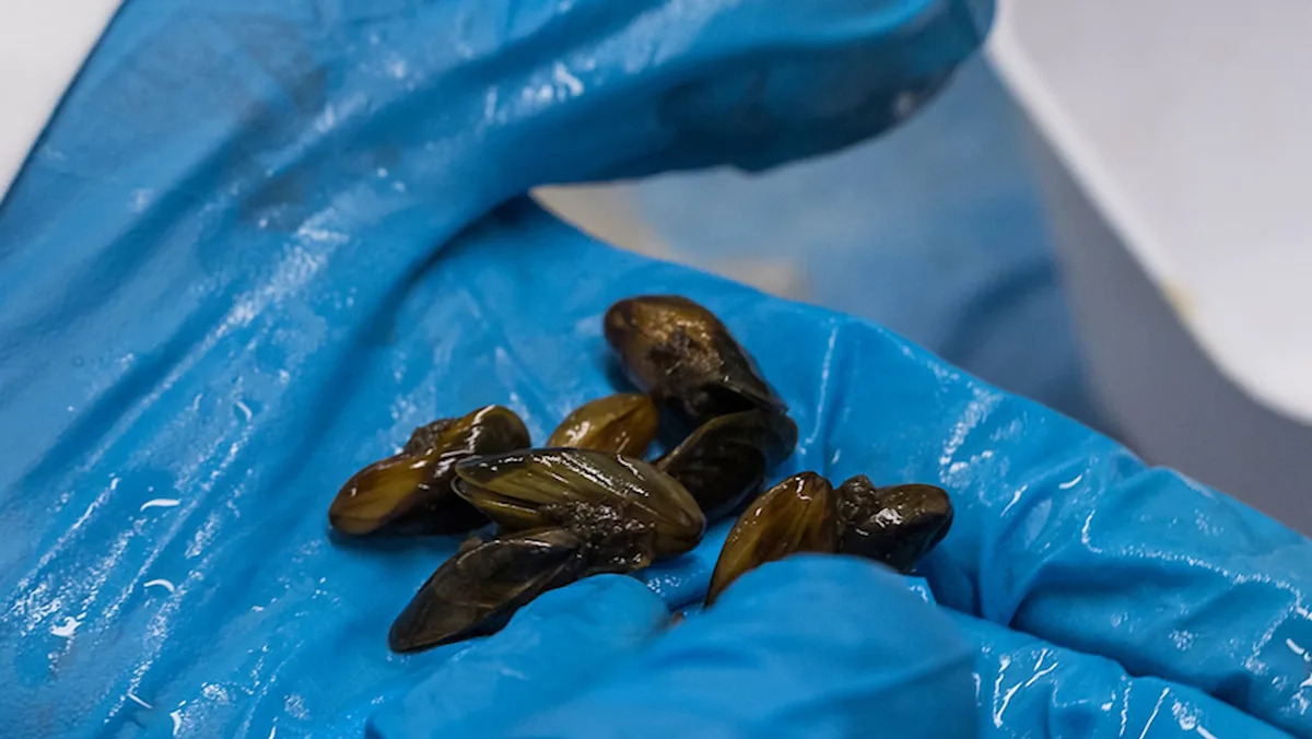 Invasive golden mussels turn up farther north in California, and boaters are on alert
