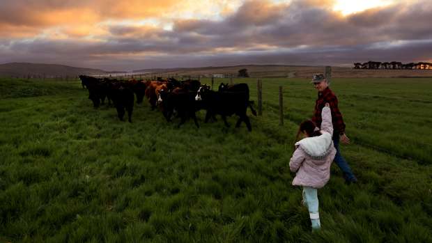 Kevin Lunny with granddaughter Isabella Mata, 6, pushes beef cattle toward an open pasture Thursday, Jan. 9, 2025 at the Lunny Ranch in Point Reyes National Seashore. In the background is Drake's Estero, where Drakes Bay Oyster Co., owned by Lunny, closed in 2014. (Kent Porter / The Press Democrat file)