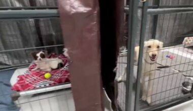 San Diego Humane Society has taken in more than 100 pets since Fourth of July – NBC 7 San Diego