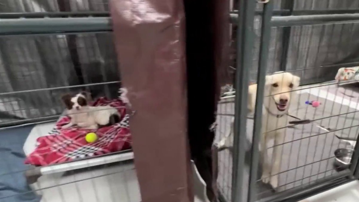 San Diego Humane Society has taken in more than 100 pets since Fourth of July – NBC 7 San Diego