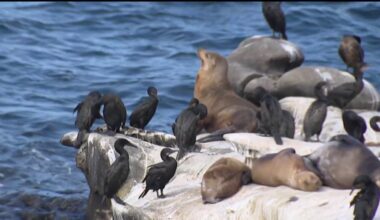 New city plan to tackle La Jolla cove odor faces backlash over wildlife impact – NBC 7 San Diego