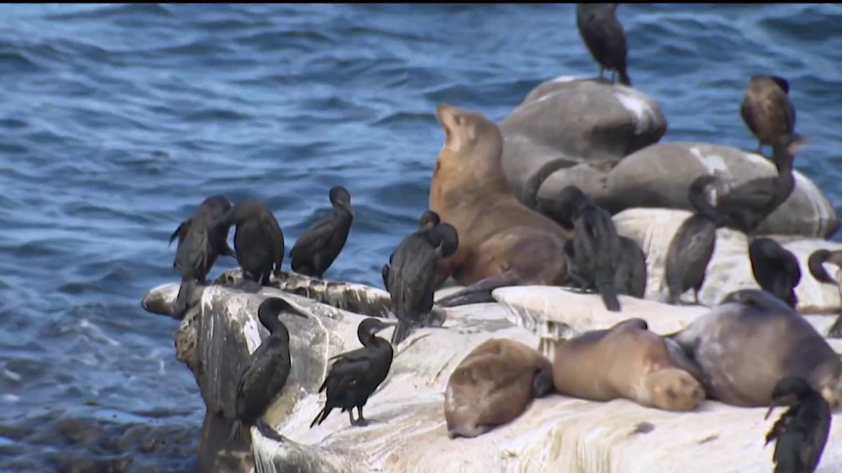 New city plan to tackle La Jolla cove odor faces backlash over wildlife impact – NBC 7 San Diego