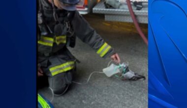 Oakland firefighters give oxygen to pigeon after vehicle fire – NBC Bay Area
