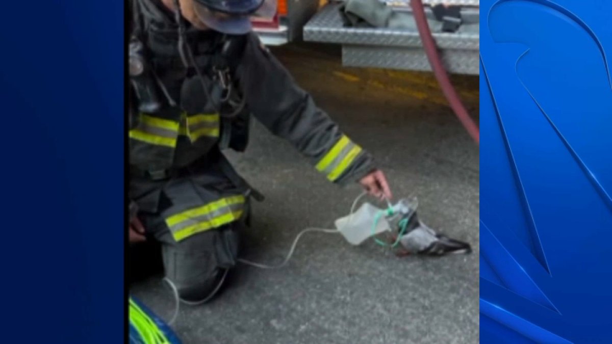 Oakland firefighters give oxygen to pigeon after vehicle fire – NBC Bay Area