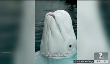 Beluga whales from closed Canadian park headed to SeaWorld San Diego – NBC 7 San Diego