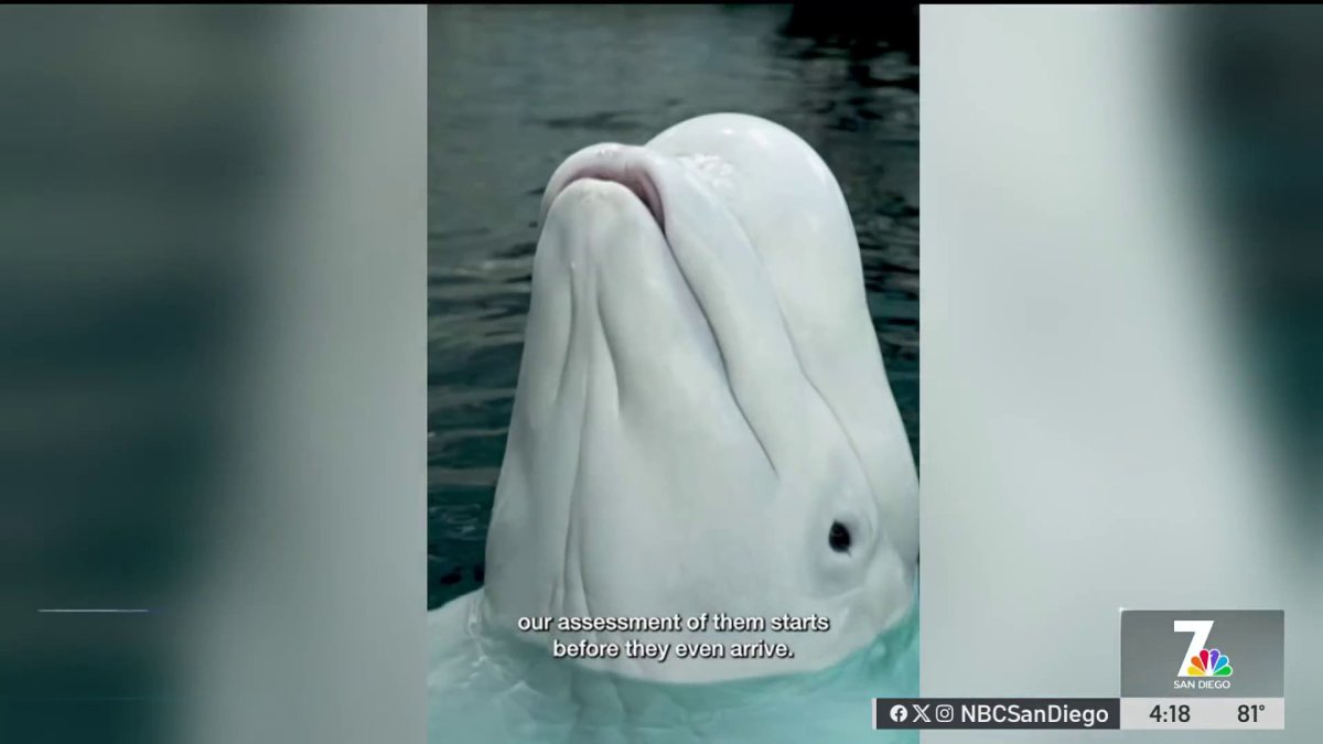 Beluga whales from closed Canadian park headed to SeaWorld San Diego – NBC 7 San Diego