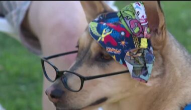 Pets get pumped for Comic-Con with ‘Pawmicon’ while raising funds for orphaned pets – NBC 7 San Diego