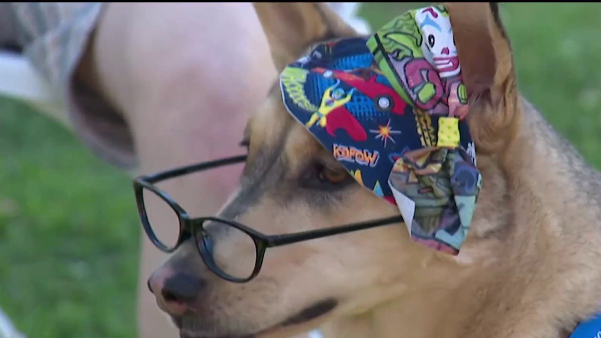 Pets get pumped for Comic-Con with ‘Pawmicon’ while raising funds for orphaned pets – NBC 7 San Diego